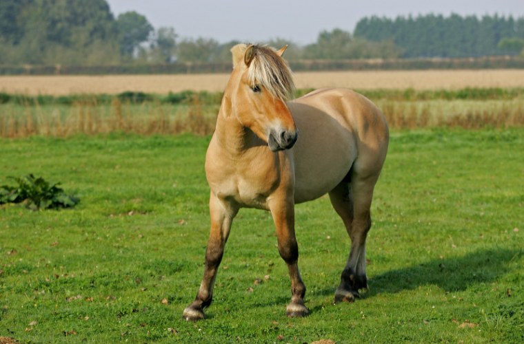 cheval Fjord mue